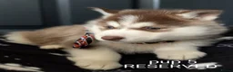 Siberian Husky dogs for sale: Beautiful Siberian Husky (all with Blue eyes) - Advert 1