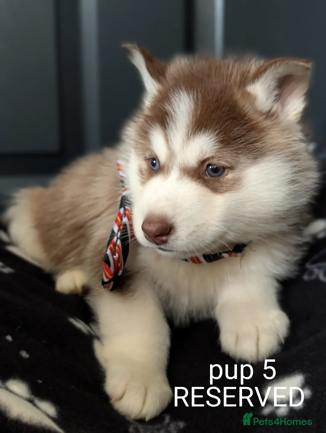 Siberian Husky dogs for sale: Beautiful Siberian Husky (all with Blue eyes) - Advert 1