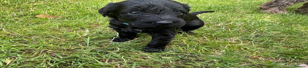 Portuguese Water Dog Puppy 1
