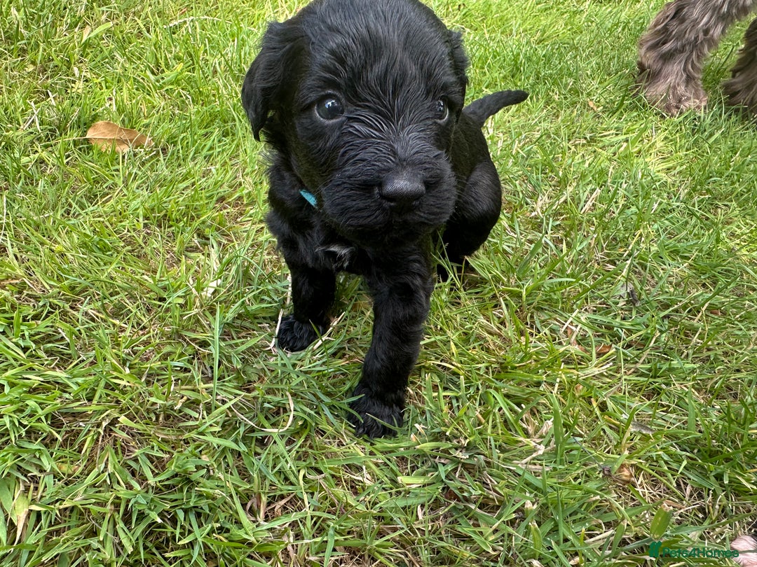 Portuguese Water Dog dogs for sale: Portuguese Water Dog puppies for sale in Oakham - Image 9