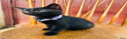 Mixed Breed cats for sale: *READY NOW* 3 Beautiful Black Kittens  - Advert 21