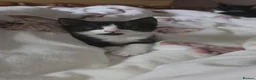 Domestic Shorthair cats for sale: Fluffy kittens - Advert 27