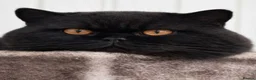 British Shorthair cats for sale: GCCF REG BLACK BRITISH SHORTHAIR BOY 🖤 - Advert 4