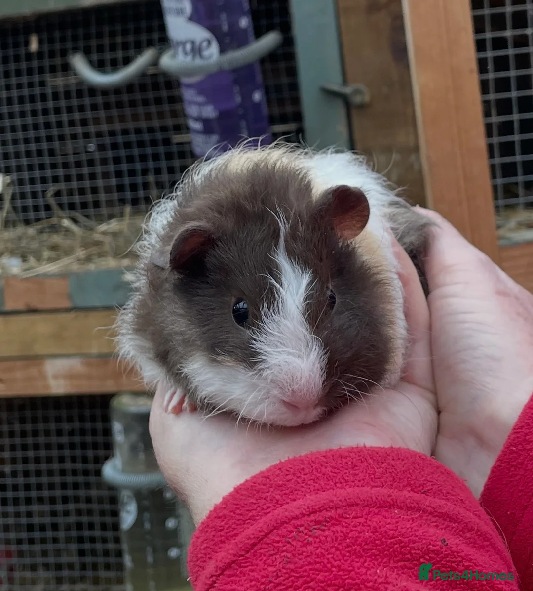 Guinea Pig rodents for sale: Bonded baby guinea pigs  - Advert 4