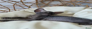 Sphynx Kitten 1