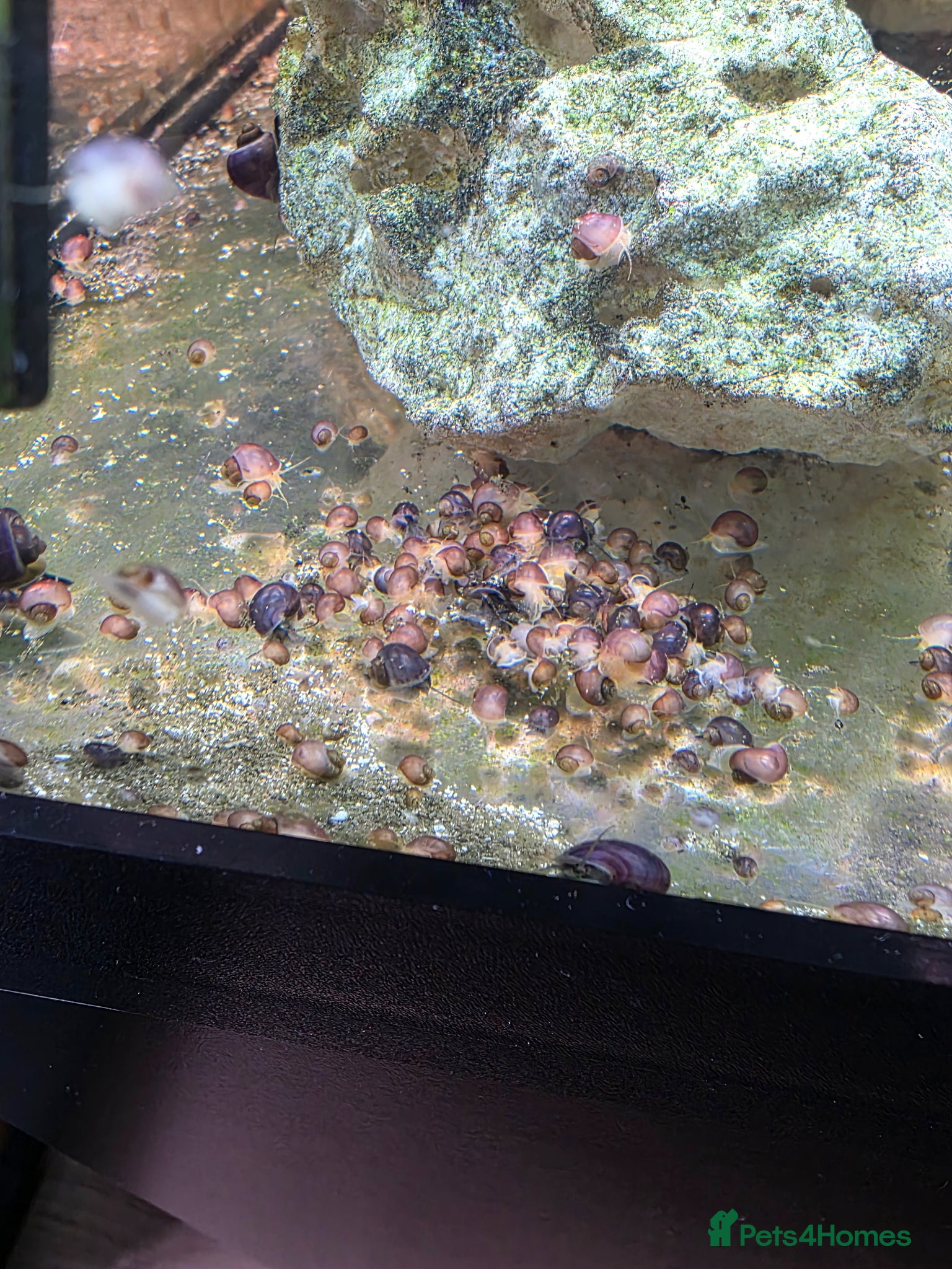 Snails invertebrates Magenta mystery snails. Pomacea bridgesii  - Advert 1
