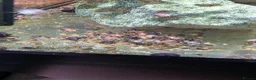 Snails invertebrates for sale: Magenta mystery snails. Pomacea bridgesii  - Advert 1