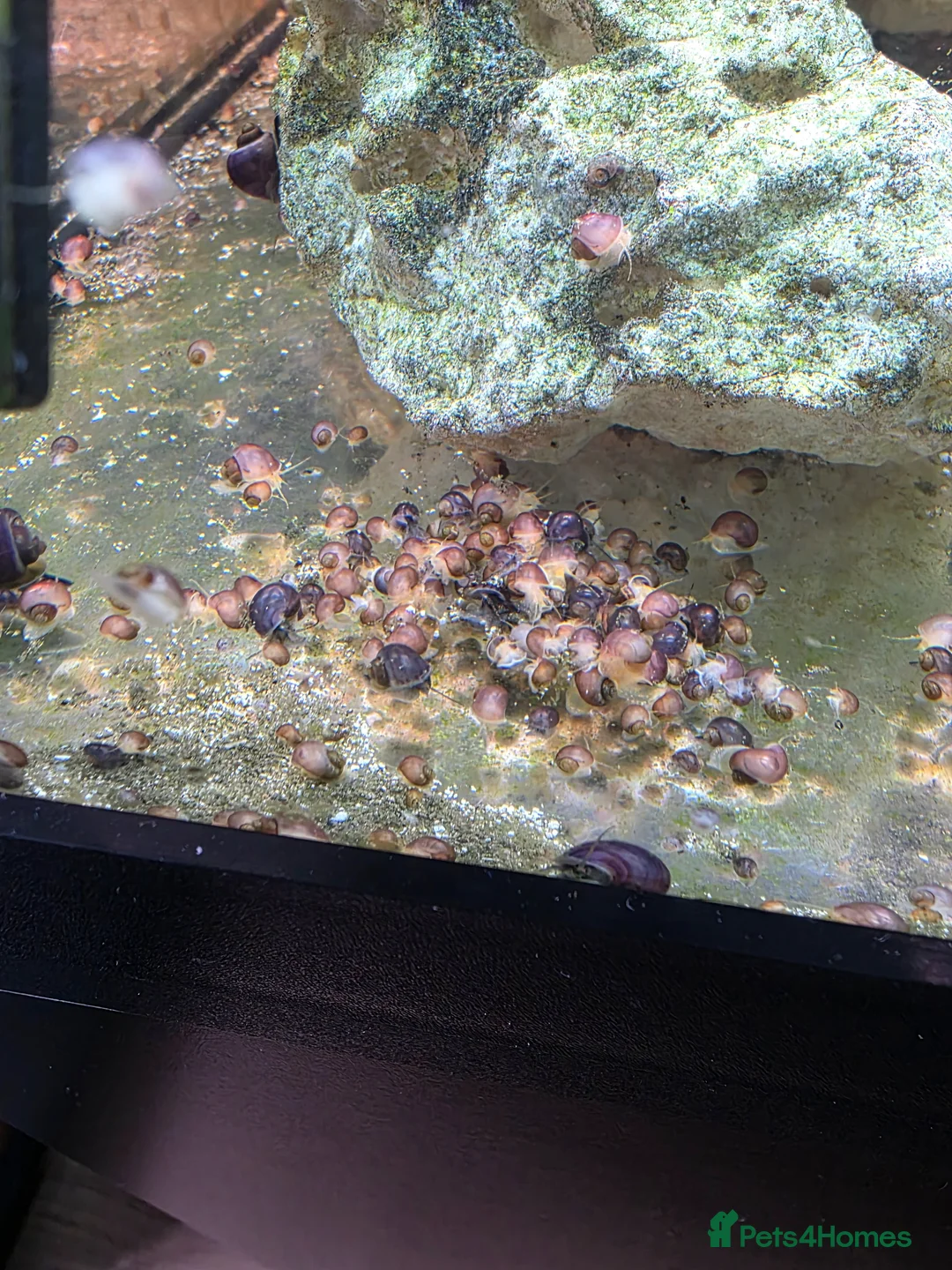 Snails invertebrates for sale: Magenta mystery snails. Pomacea bridgesii  - Advert 1
