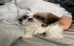 Shih Tzu dogs for sale: Shih Tzu One BOY left   - Image 9