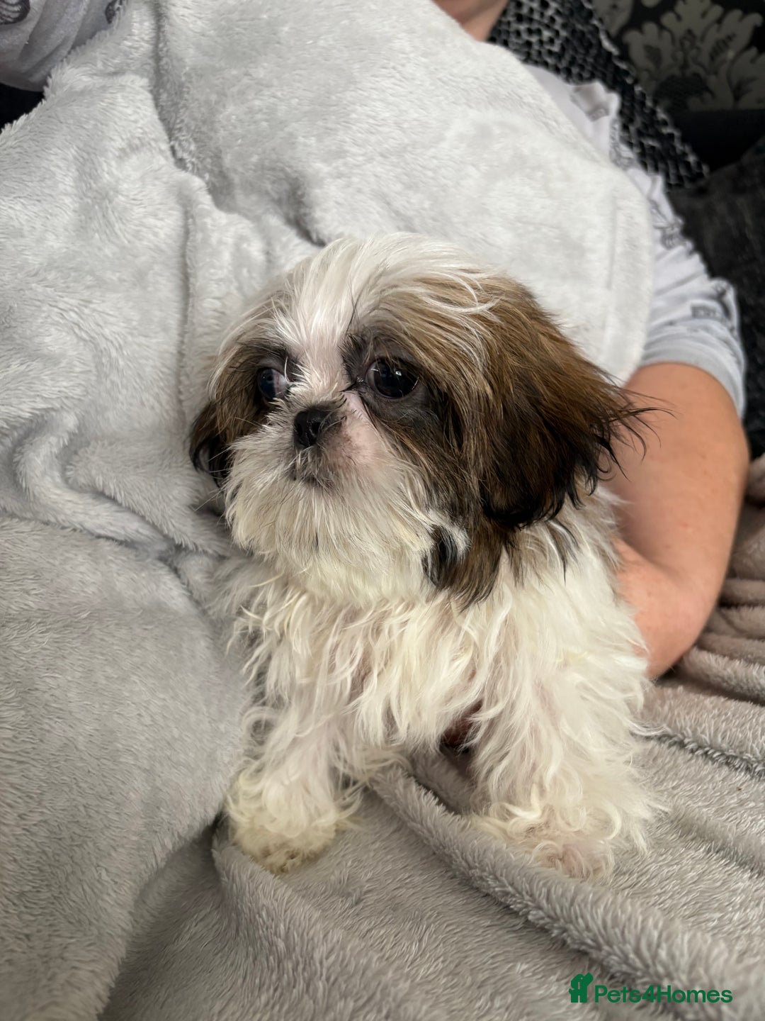 Shih Tzu dogs for sale: Shih Tzu One BOY left   - Image 9