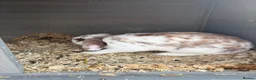 Mini Lop rabbits for sale: Cookie the mini lop in Wallsend - Advert 4