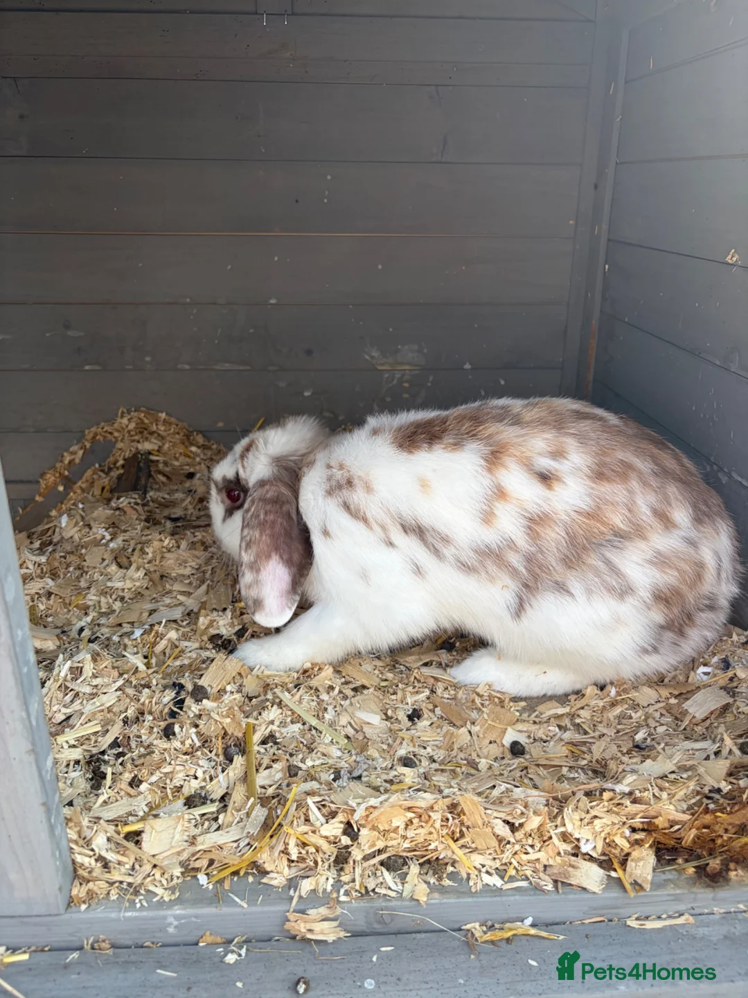 Mini Lop rabbits for sale: Cookie the mini lop in Wallsend - Advert 4