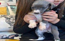 Whippet dogs for sale: Kc reg whippets Hear and eye tested parents  - Image 20