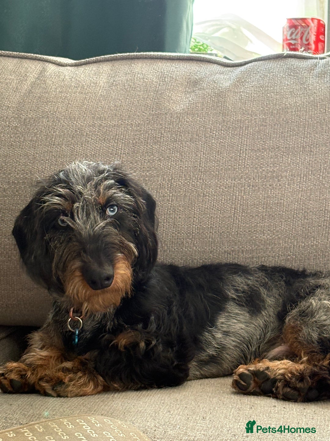 Dachshund dogs for sale: Male dachshund  - Advert 1