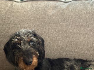 Dachshund dogs Male dachshund - Advert 1