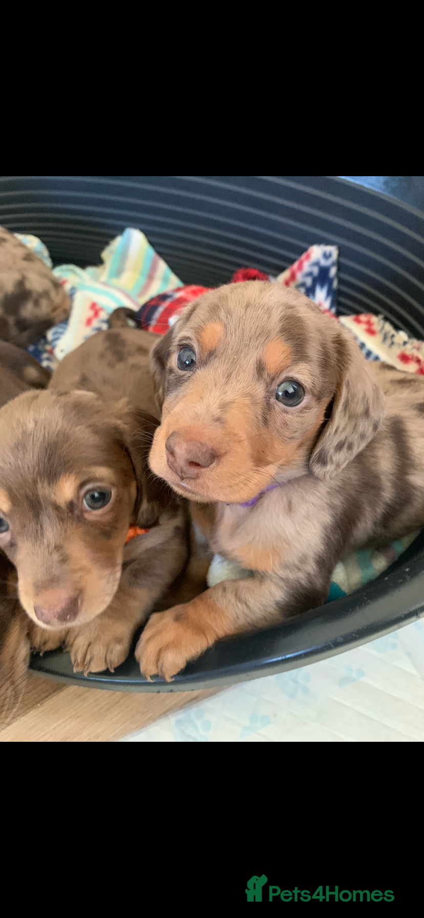 Dachshund dogs Miniature dachshund puppies 3 BOYS  - Advert 6