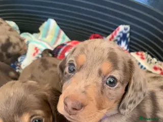 Dachshund dogs Miniature dachshund puppies 3 BOYS - Advert 6