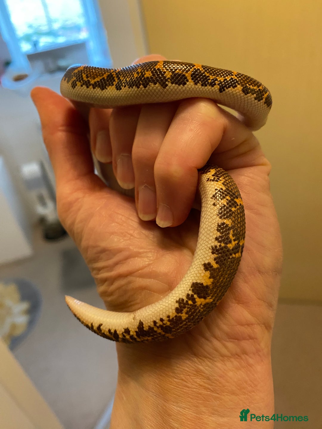 Boa Snake reptiles for sale: Female & male Kenyan Sand Boas - Advert 7