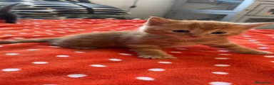 Ginger boy
