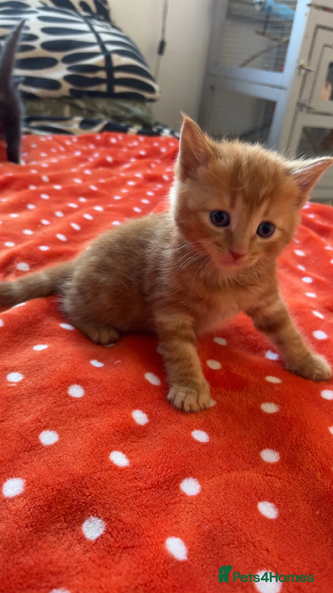 Mixed Breed cats for sale: 6 gorgeous kittens available!  in Southampton - Advert 2