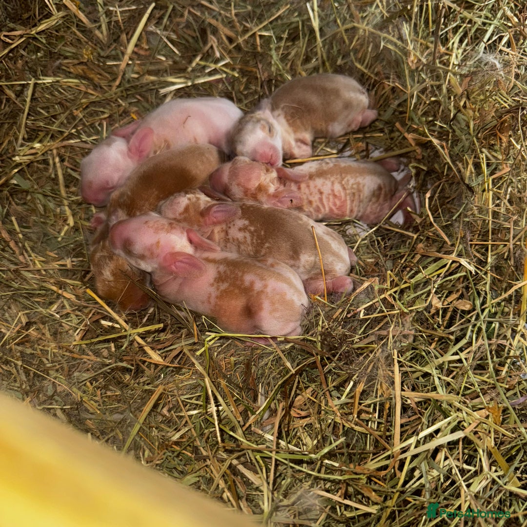 Rex rabbits for sale: 10X Mini lop x Rex babies Nova & Fendi 🧡🤍 - Image 2