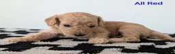 Cavapoochon dogs for sale: PRA Clear genetically DNA Tested Cavapoochons in Towcester - Advert 2