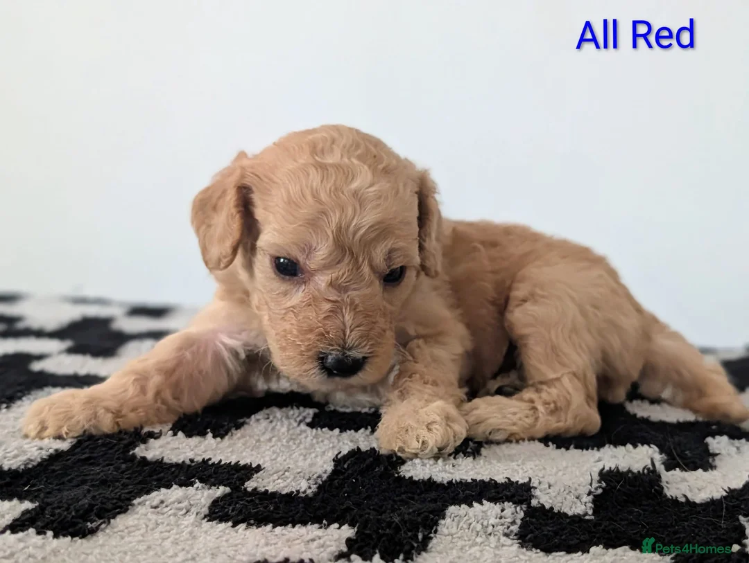 Cavapoochon dogs for sale: PRA Clear genetically DNA Tested Cavapoochons in Towcester - Advert 2