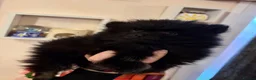 Pomeranian dogs for sale: Gorgeous male PomeranianS - Advert 3