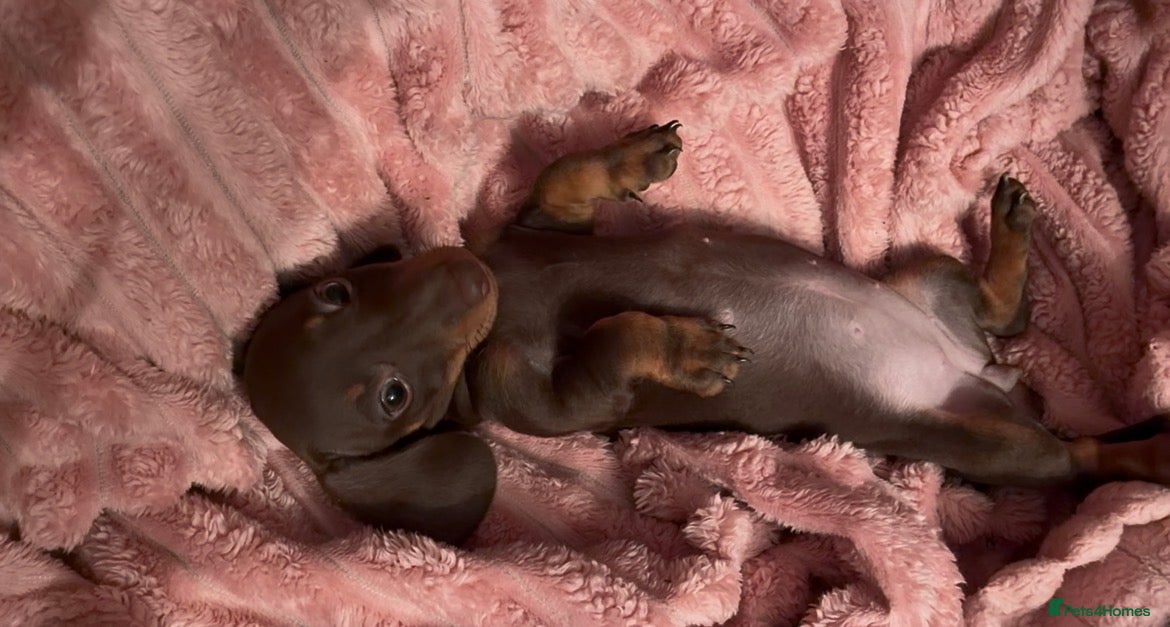 Miniature Dachshund dogs Beautiful miniature dachshund puppies  - Advert 2