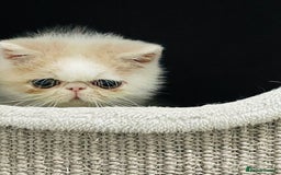 Exotic cats for sale: 🧡 MALE EXOTIC KITTEN READY NOW CHAMPION LINES - Image 9