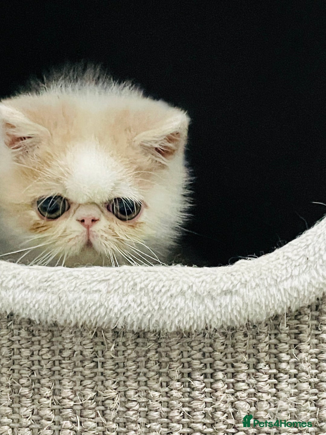 Exotic cats for sale: 🧡 MALE EXOTIC KITTEN READY NOW CHAMPION LINES - Image 9