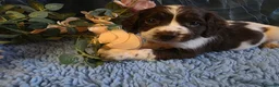 English Springer Spaniel dogs for sale: Outstanding Home Reared KC 5 ⭐️ Vetted Ready now  - Advert 28