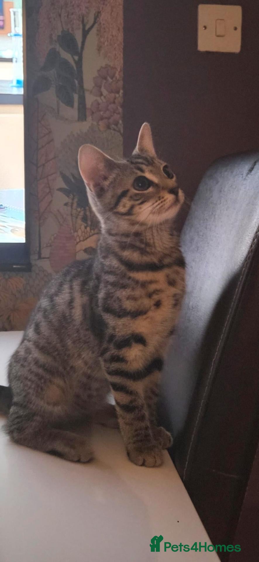 Domestic Shorthair cats 6-month-old female cat for adoption FREE! - Advert 4