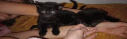 British Shorthair cats for sale: Tortieshell kittens  in Grimsby - Advert 4