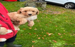 Labradoodle dogs for sale: Gorgeous Healthy Labradoodle Puppies  - Image 5