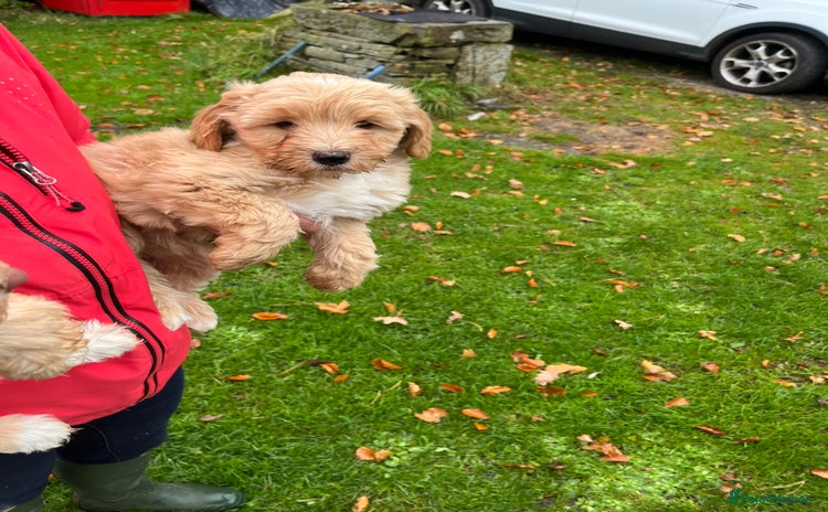 Labradoodle dogs - Advert 1