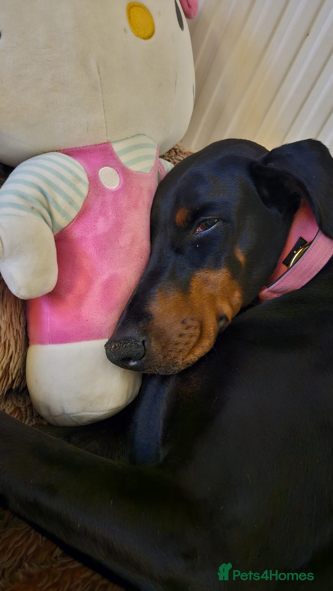 Dobermann dogs for sale: Loving doberman to loving home only. - Image 1