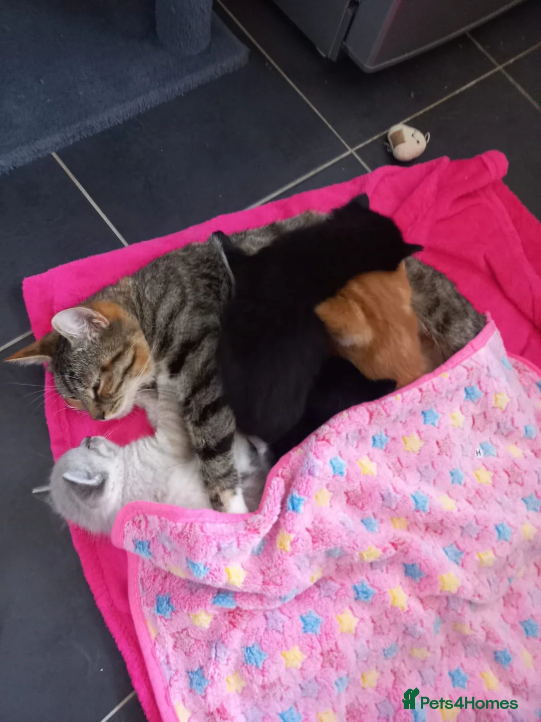 Mixed Breed cats for sale: 4 tabby kittens - Advert 20
