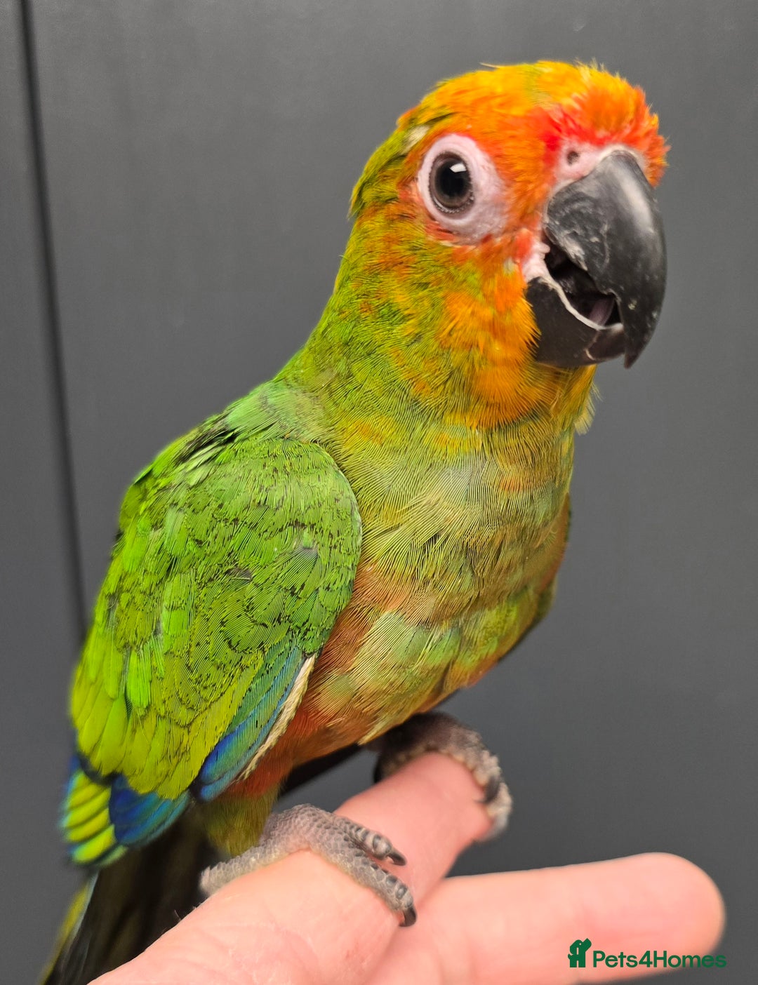 Conures birds for sale: Stunning Handreared Baby Conures!!! - Advert 11