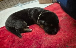 German Shepherd dogs for sale: German shepard puppies - Image 17