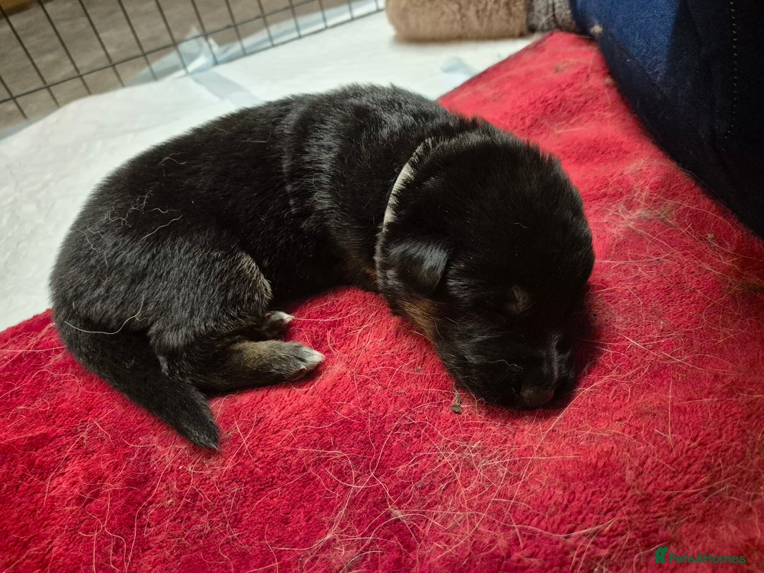 German Shepherd dogs for sale: German shepard puppies - Image 17