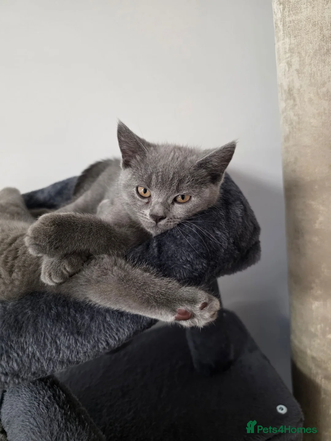 British Shorthair cats for sale: Blue British Shorthair Kittens – 1 Male & 1 Female - Advert 13