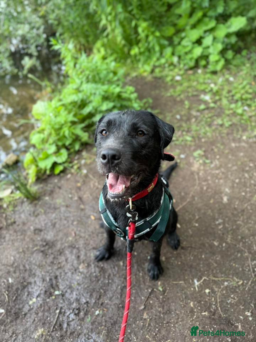 Mixed Breed dogs for adoption: 💙SCOUT- 16 month Lab cross fading in kennels💙 - Advert 10