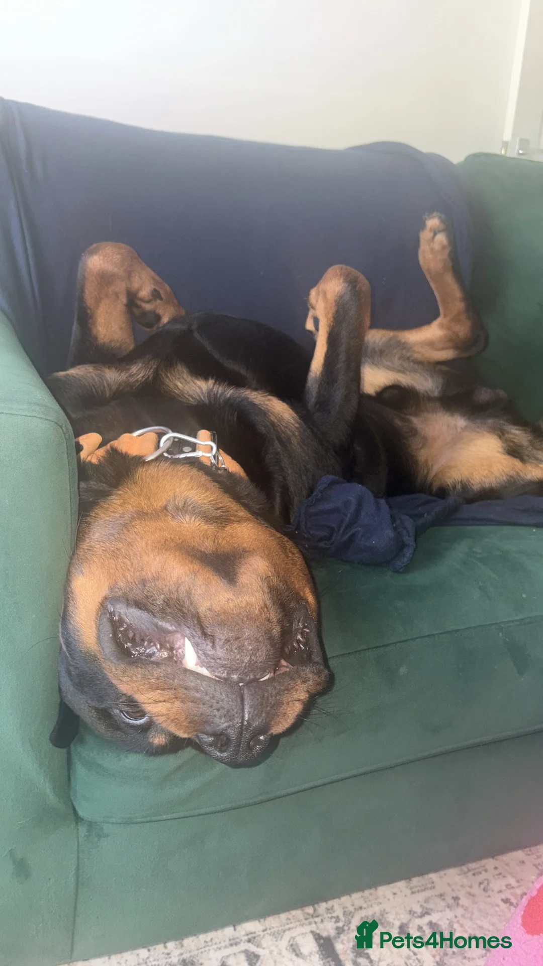 Rottweiler dogs for sale: Rotty looking for loving home (1.5yr old male) - Advert 3