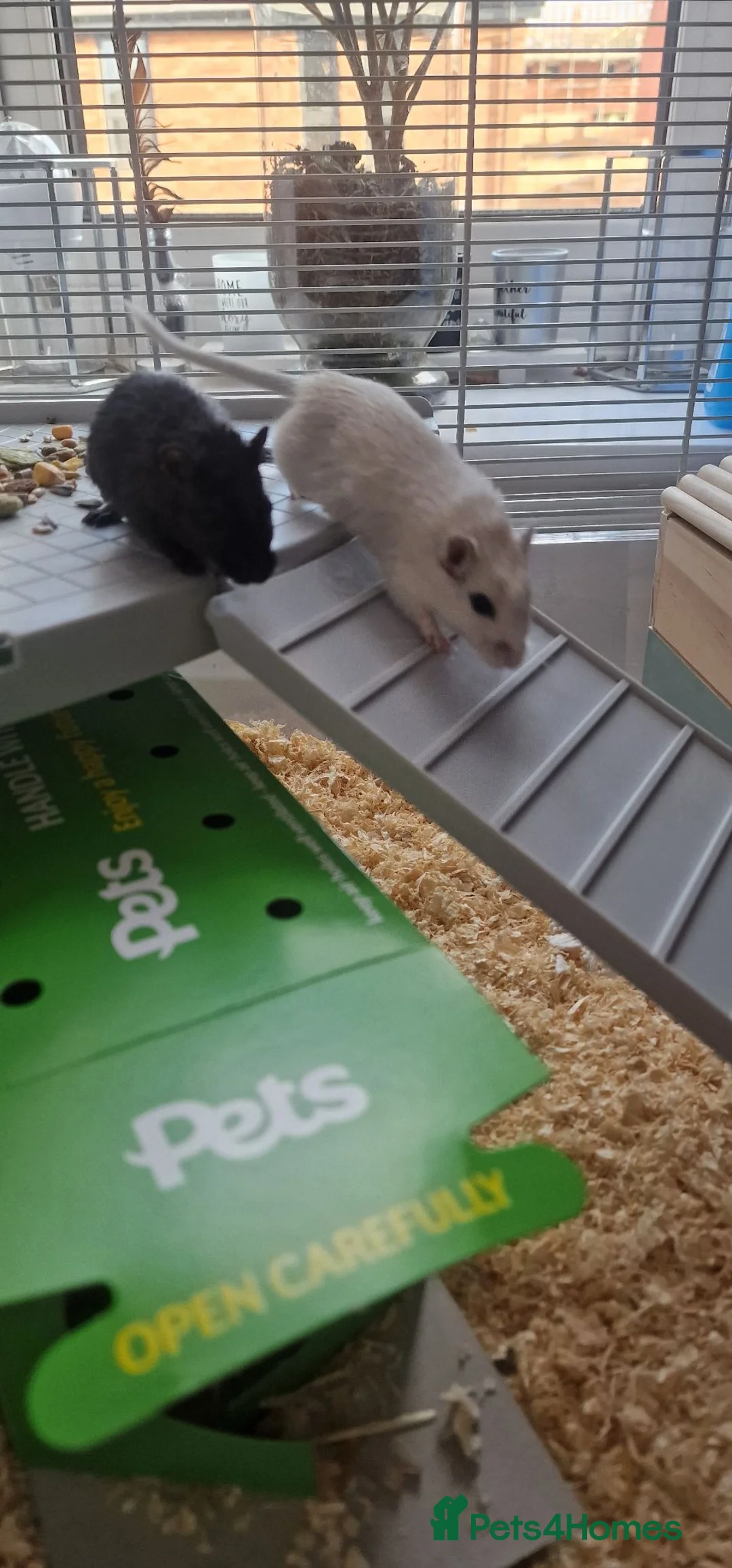 Gerbil rodents for sale: 2 paired gerbils and set up!  in Daventry - Advert 2