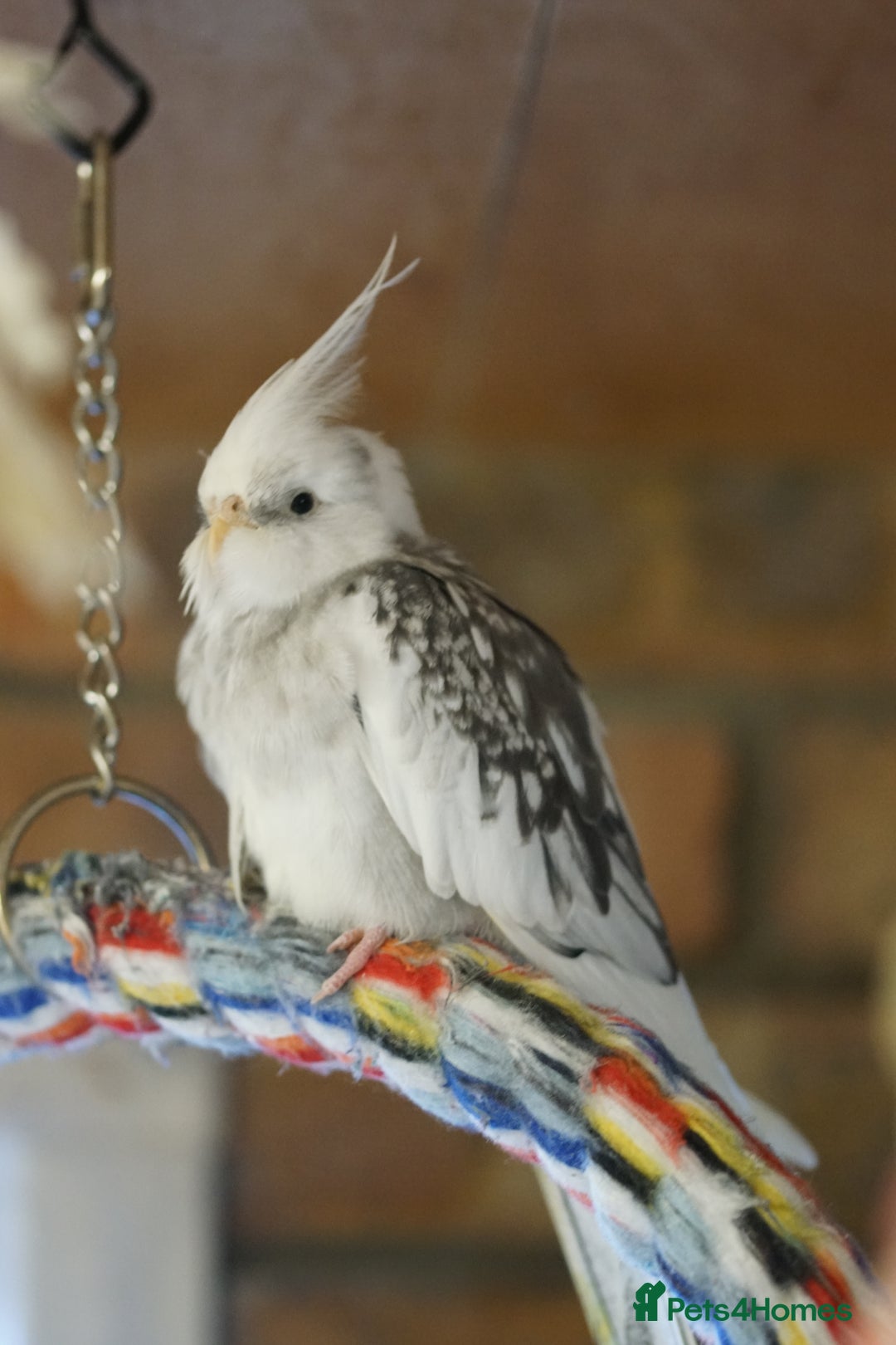 Cockatiels birds for sale: Cockatiels Mixed Genders  - Advert 2