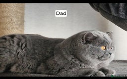British Shorthair cats for sale: Tica Registered Blue British Shorthair kittens - Image 34