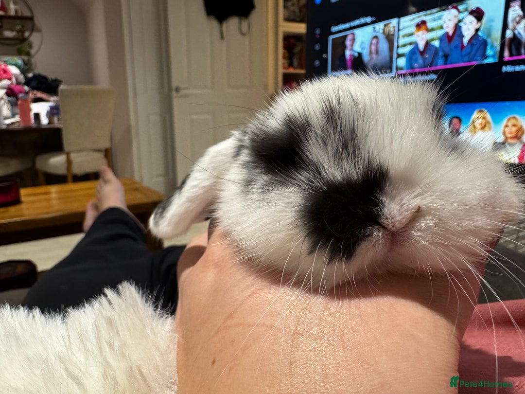 Mini Lop rabbits for sale: Mini Lop bunnies for sale  - Advert 27