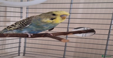 Budgerigars birds - Advert 14