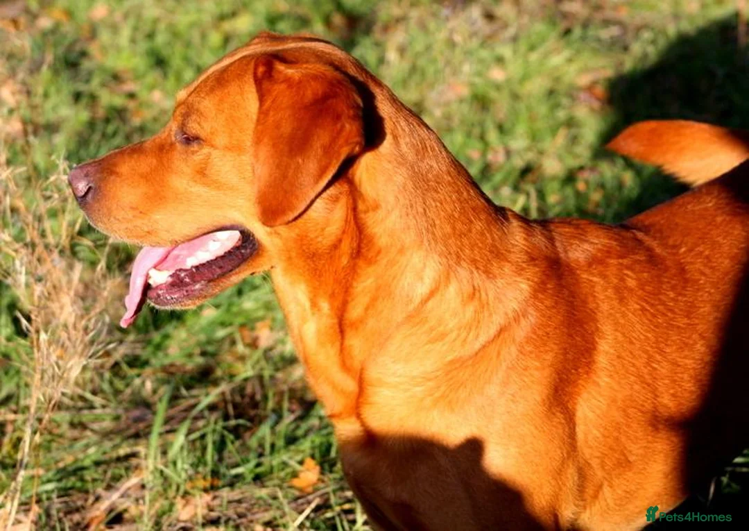 Labrador Retriever dogs for stud: Champions breed CHAMPIONS.. Last crop of legend R - Advert 7